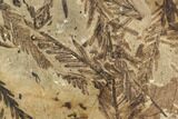 Metasequoia Fossil Plate - Cache Creek, BC #110914-1